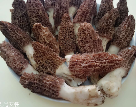 羊肚菌是什么東西？羊肚菌能吃嗎？