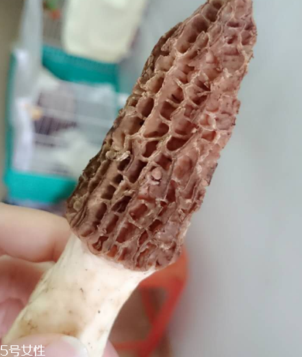 羊肚菌是什么東西？羊肚菌能吃嗎？