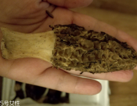 羊肚菌是怎么長出來的？