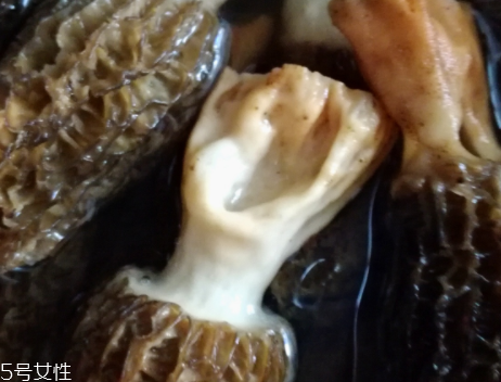 羊肚菌是怎么長出來的？