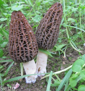 羊肚菌是發(fā)物嗎？羊肚菌屬于發(fā)物嗎？