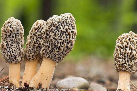 羊肚菌是發(fā)物嗎？羊肚菌屬于發(fā)物嗎？