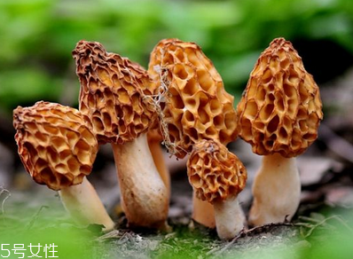 羊肚菌是發(fā)物嗎？羊肚菌屬于發(fā)物嗎？