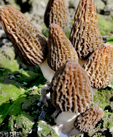 羊肚菌是什么顏色？羊肚菌是什么樣的