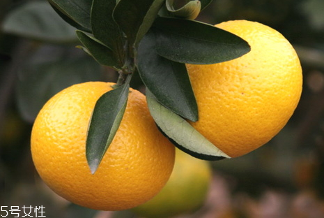 桔柚和橙子的區(qū)別 桔柚與柚子的區(qū)別 桔柚和橙子的區(qū)別 桔柚與柚子的區(qū)別