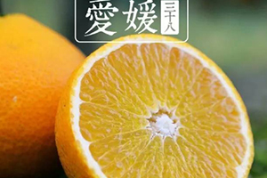 愛媛38號(hào)是橙子還是橘子？愛媛38號(hào)適合哪里種植？