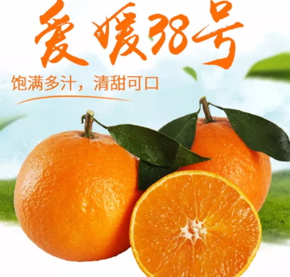 愛媛38號是橙子還是橘子？愛媛38號適合哪里種植？