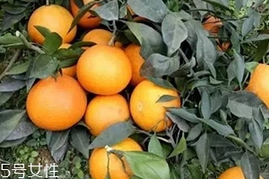 愛(ài)媛38號(hào)與沃柑哪個(gè)好吃？愛(ài)媛38號(hào)與沃柑對(duì)比
