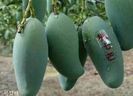 桂七芒果畝產(chǎn)量多少 芒果種植的最佳季節(jié) 桂七芒果畝產(chǎn)量多少 芒果種植的最佳季節(jié)