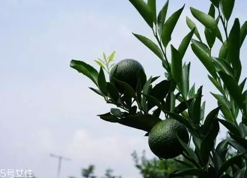 小青柑會發(fā)霉嗎？小青柑如何保存？