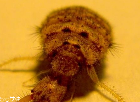 沙牛多少錢一斤 哪里收購(gòu)沙牛