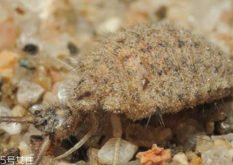 沙牛多少錢一斤 哪里收購(gòu)沙牛