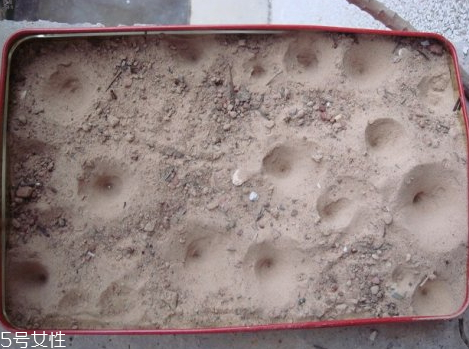 沙牛怎么養(yǎng)殖 沙?？梢匀斯ゐB(yǎng)殖嗎