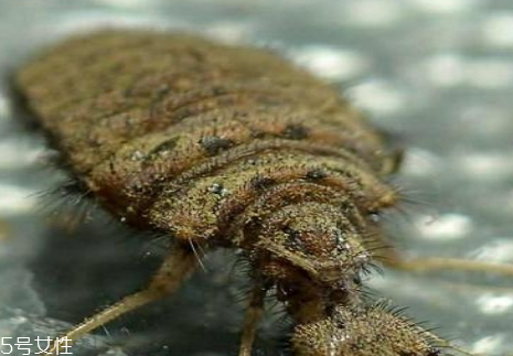 沙牛怎么養(yǎng)殖 沙?？梢匀斯ゐB(yǎng)殖嗎