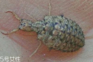 沙牛怎么養(yǎng)殖 沙?？梢匀斯ゐB(yǎng)殖嗎