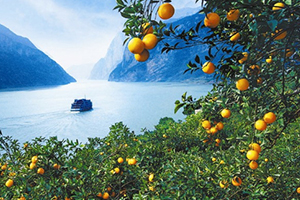 倫晚臍橙多少錢一斤？倫晚臍橙為什么這么火