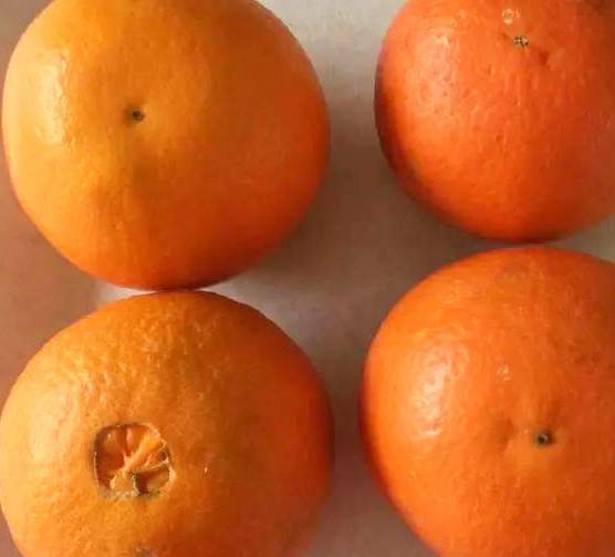 倫晚臍橙和夏橙哪個好？倫晚臍橙和其他橙子的區(qū)別