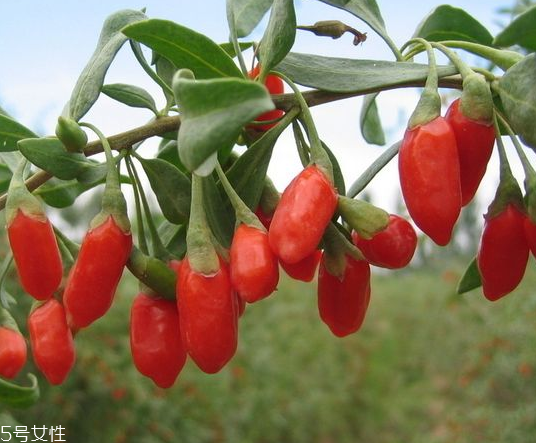 寧夏枸杞哪個牌子好？寧夏枸杞品牌推薦