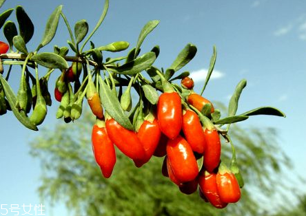 寧夏枸杞子多少錢一斤？寧夏枸杞價格