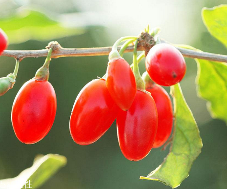 枸杞是哪個(gè)地方的特產(chǎn)？哪里產(chǎn)的枸杞好？