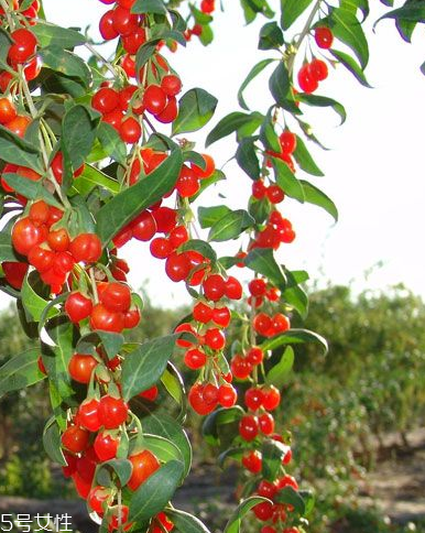 枸杞是發(fā)物嗎？枸杞屬于發(fā)物嗎？