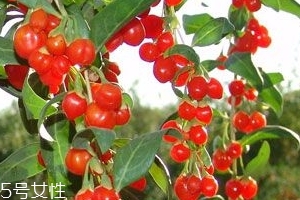 枸杞是大的好還是小的好？枸杞買大還是買??？