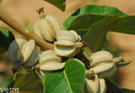 翅果油樹是騙局嗎 翅果油樹的經濟價值