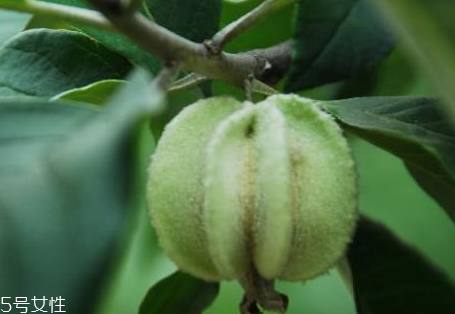 翅果油樹是騙局嗎 翅果油樹的經濟價值