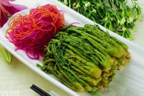 刺老芽什么時候采摘 刺老芽的采摘方法 刺老芽什么時候采摘 刺老芽的采摘方法