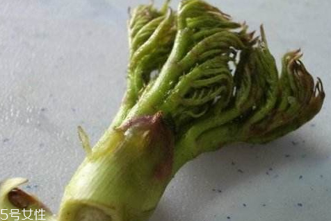 刺老芽什么時候采摘 刺老芽的采摘方法 刺老芽什么時候采摘 刺老芽的采摘方法