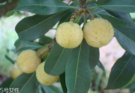 白楊梅好還是紅楊梅好吃？白楊梅和紅楊梅對(duì)比