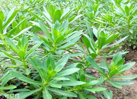 高鈣菜騙局 高鈣菜真的可以補(bǔ)鈣嗎 高鈣菜騙局 高鈣菜真的可以補(bǔ)鈣嗎