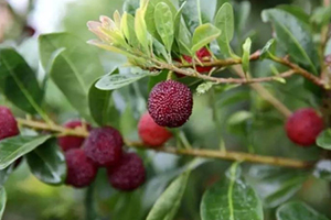 云南楊梅什么時(shí)候成熟？云南楊梅哪里產(chǎn)的