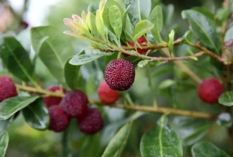 云南楊梅多少錢一斤？云南楊梅好吃嗎