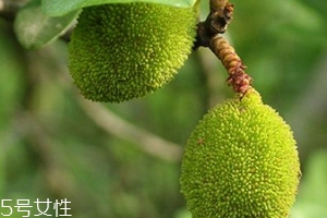 青楊梅的功效與作用 青楊梅多少錢一斤 青楊梅的功效與作用 青楊梅多少錢一斤