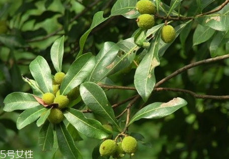 青楊梅的功效與作用 青楊梅多少錢一斤 青楊梅的功效與作用 青楊梅多少錢一斤