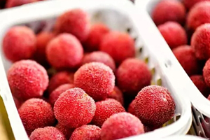 東魁楊梅好吃嗎？東魁楊梅為什么這么火