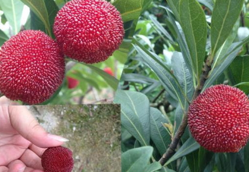 東魁楊梅好吃嗎？東魁楊梅為什么這么火