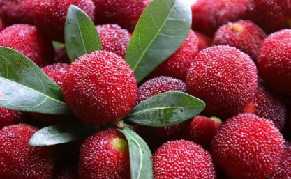 荸薺楊梅多少錢一斤？荸薺楊梅什么時(shí)候上市