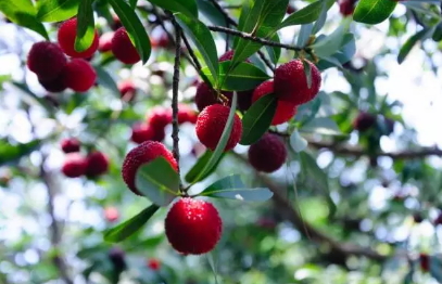 荸薺楊梅多少錢一斤？荸薺楊梅什么時(shí)候上市