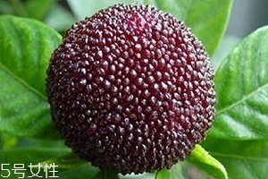 烏酥楊梅多少錢一斤？烏酥楊梅好吃嗎