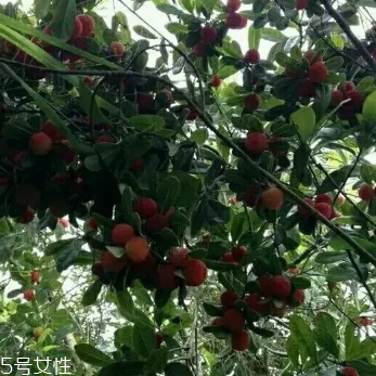 烏酥楊梅多少錢一斤？烏酥楊梅好吃嗎