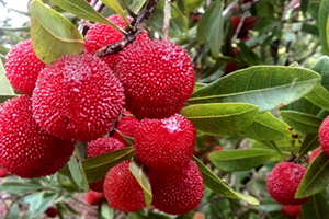 慈溪楊梅什么時候成熟？慈溪楊梅多少錢一斤