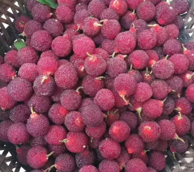 慈溪楊梅什么時候成熟？慈溪楊梅多少錢一斤