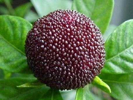 慈溪楊梅什么時候成熟？慈溪楊梅多少錢一斤