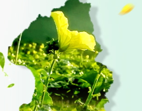 廣源良菜瓜水好用嗎？廣源良菜瓜水怎么用