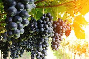 黑提是酸性還是堿性？黑提是堿性嗎