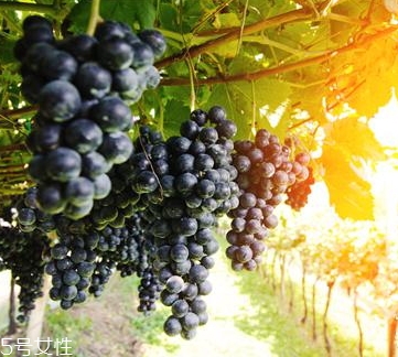 黑提是葡萄嗎？黑提和葡萄的區(qū)別