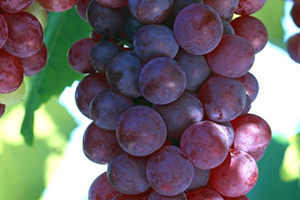 黑提可以吃皮嗎？黑提葡萄的皮可以吃嗎