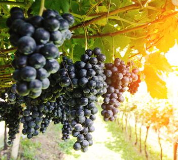 黑提可以吃皮嗎？黑提葡萄的皮可以吃嗎